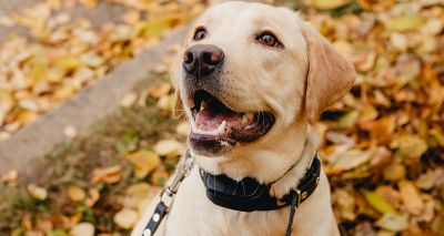 Study highlights ineffectiveness of electronic collars